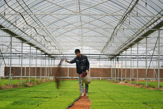 稻田喂魚養(yǎng)蝦促增收　機械化種植降成本