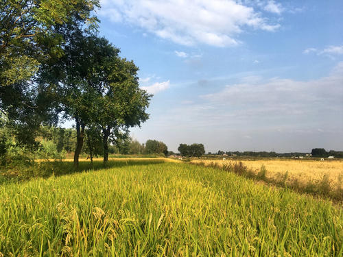 內(nèi)蒙古部分高標(biāo)準農(nóng)田項目“建而未補”